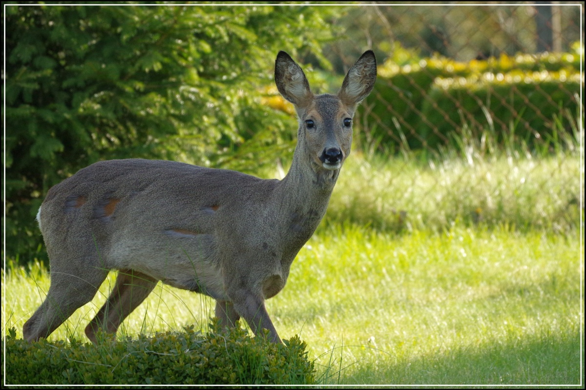 Besuch im Garten