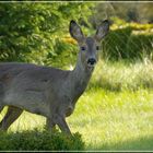 Besuch im Garten