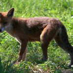 Besuch im Garten