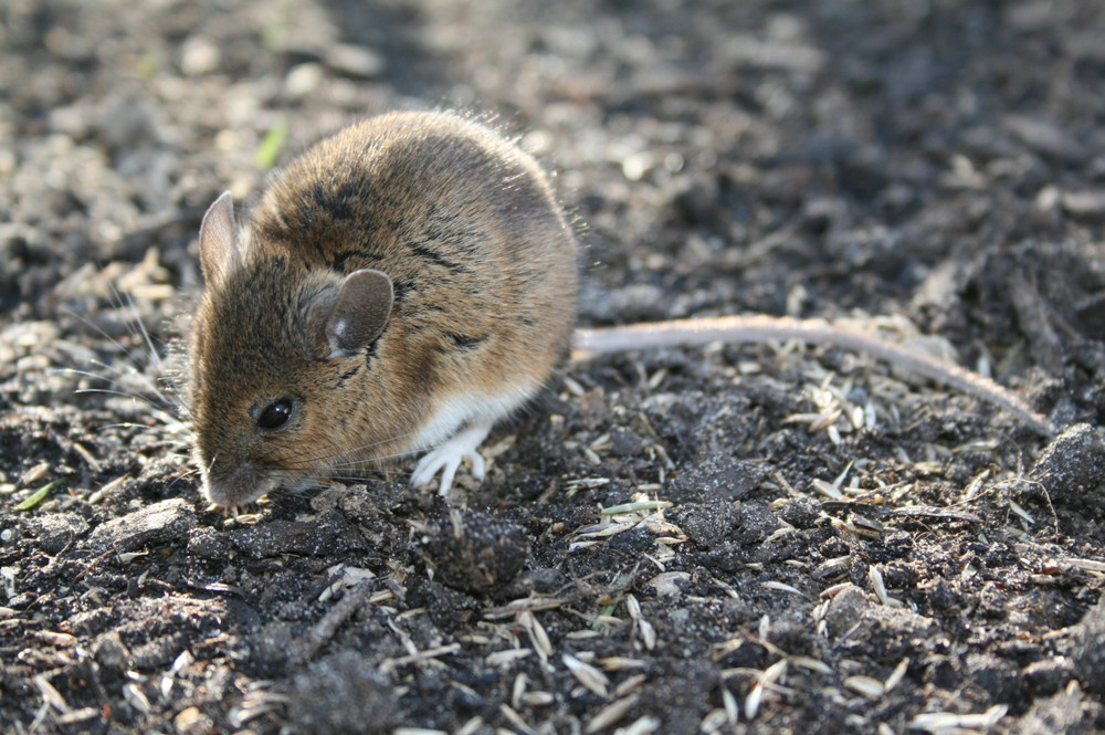 Besuch im Garten