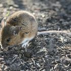 Besuch im Garten