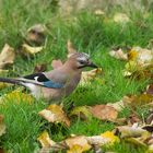 Besuch im Garten