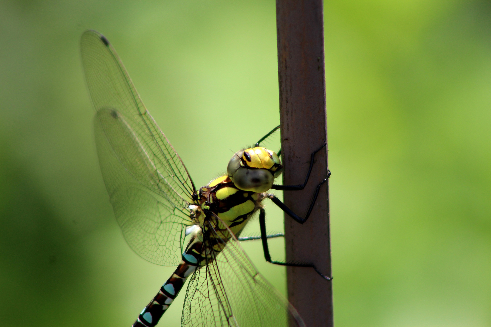 Besuch im Garten...