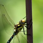 Besuch im Garten...