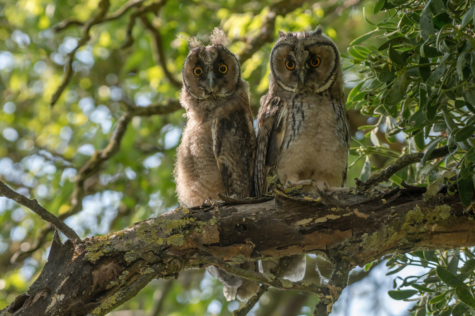 ...besuch im garten