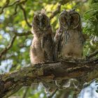 ...besuch im garten