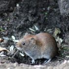 Besuch im Garten