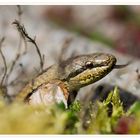 Besuch im Garten