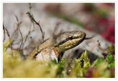 Besuch im Garten