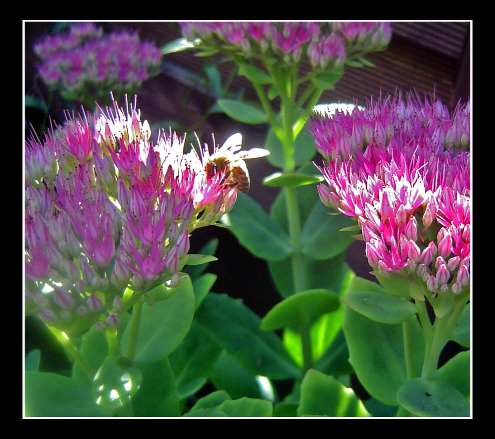 Besuch im Garten