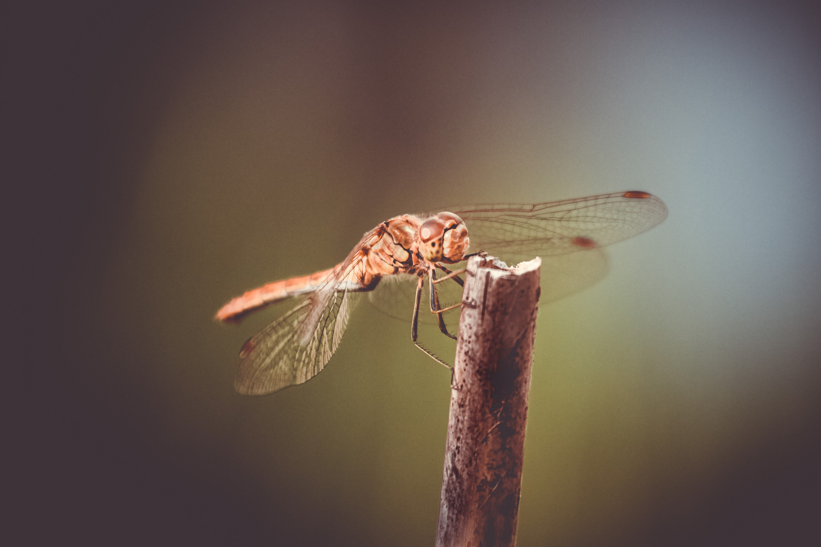 Besuch im Garten