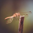 Besuch im Garten