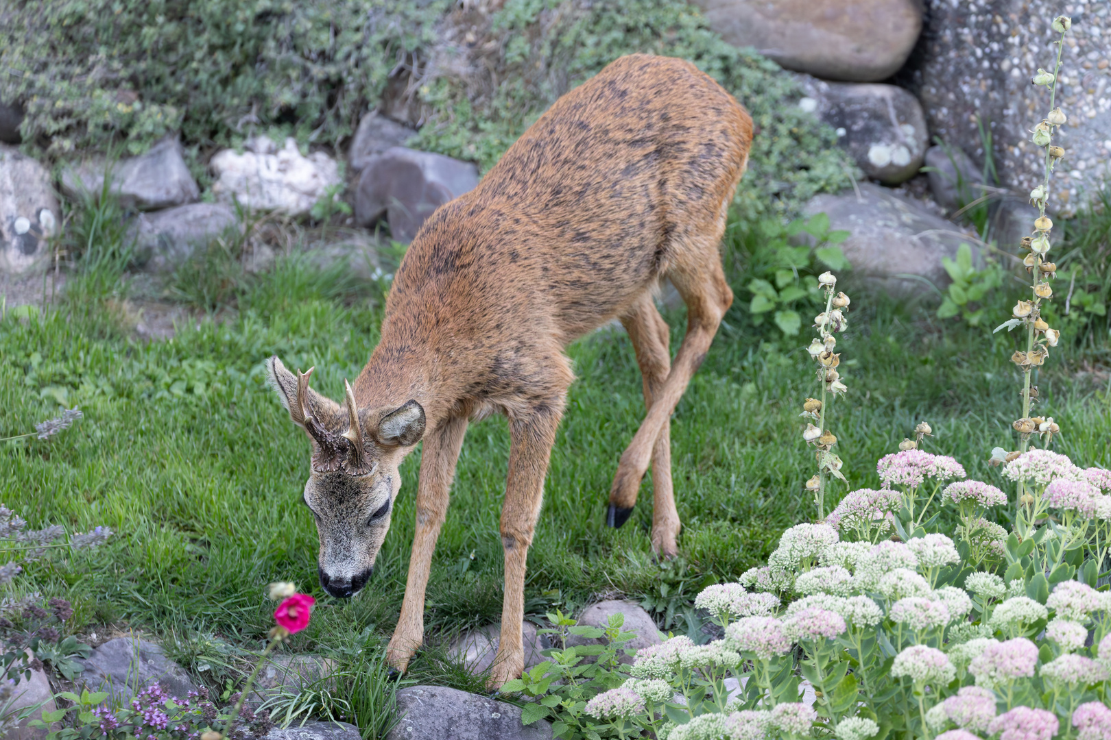 Besuch im Garten