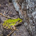 Besuch im Garten