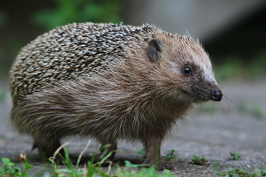 Besuch im Garten