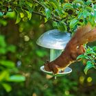 Besuch im Garten