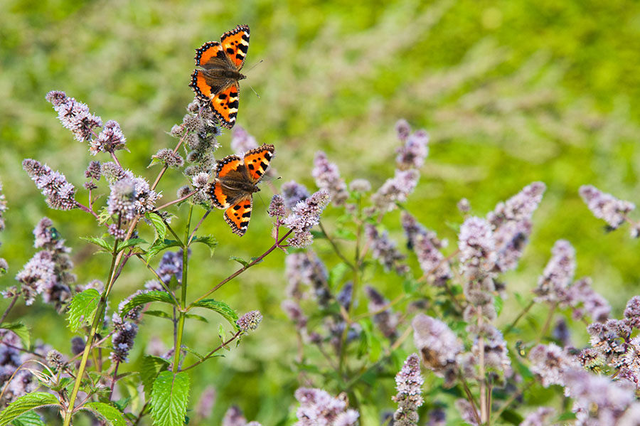 Besuch im Garten