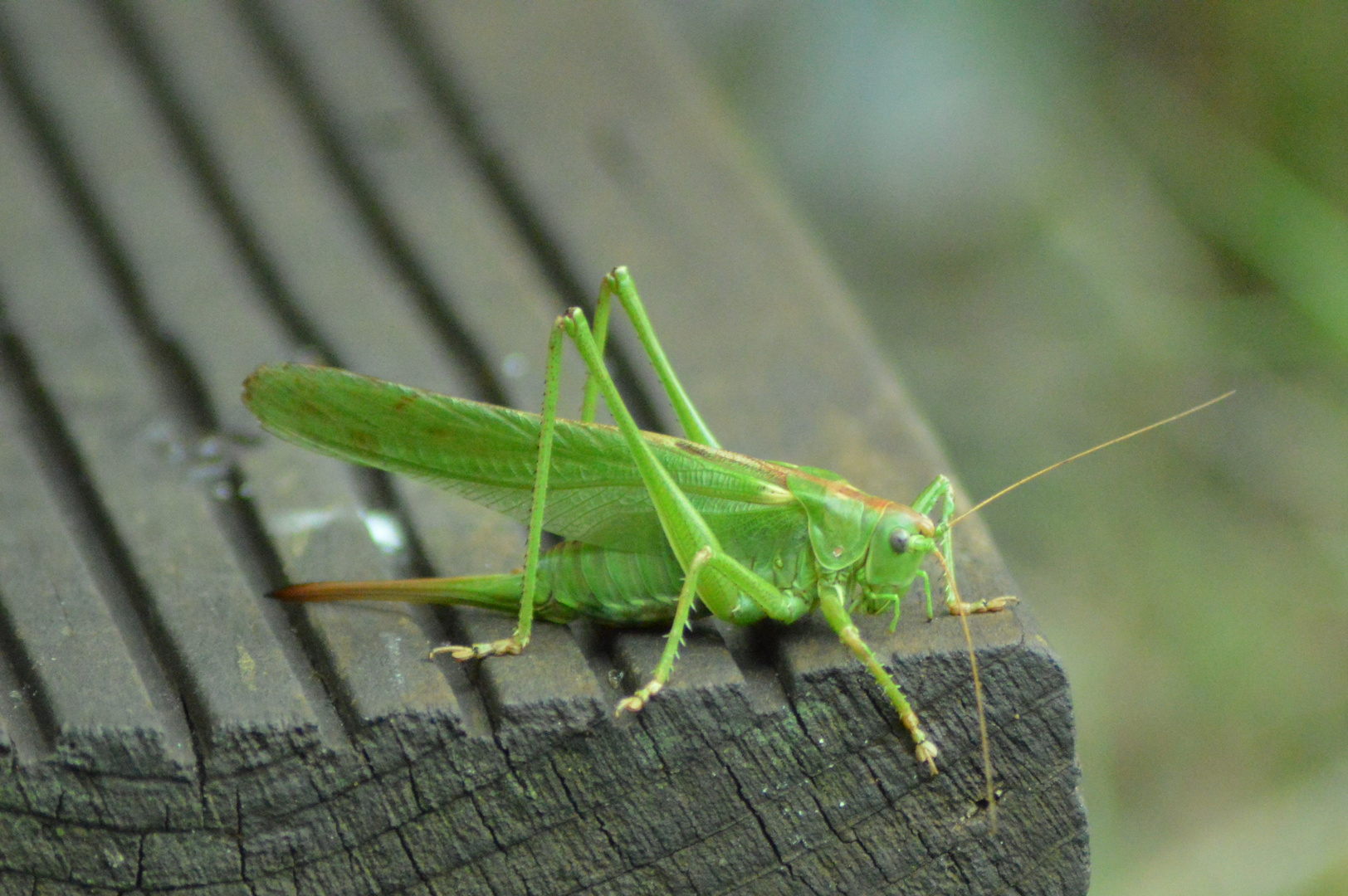 Besuch im Garten