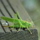 Besuch im Garten