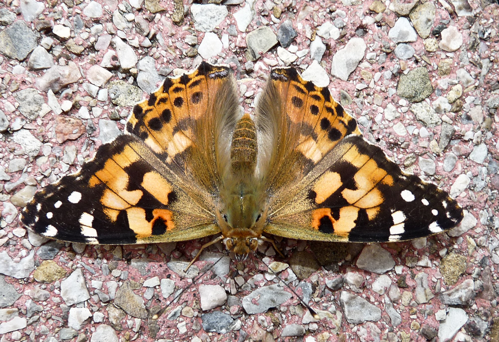 BESUCH IM GARTEN