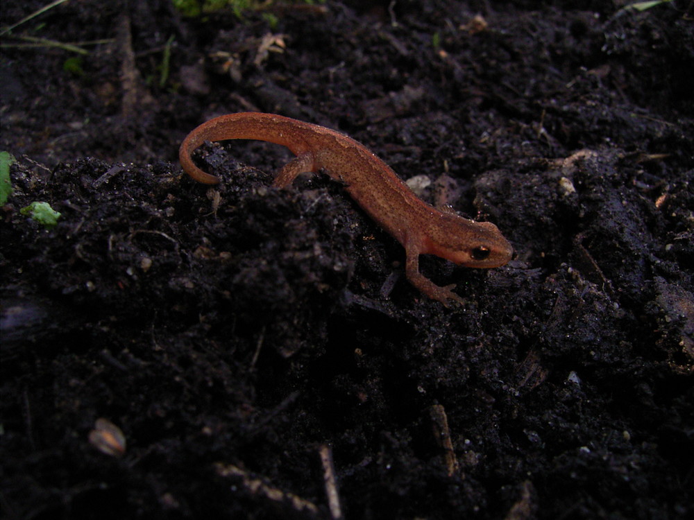 Besuch im Garten