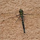 Besuch im Garten