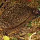 Besuch im Garten