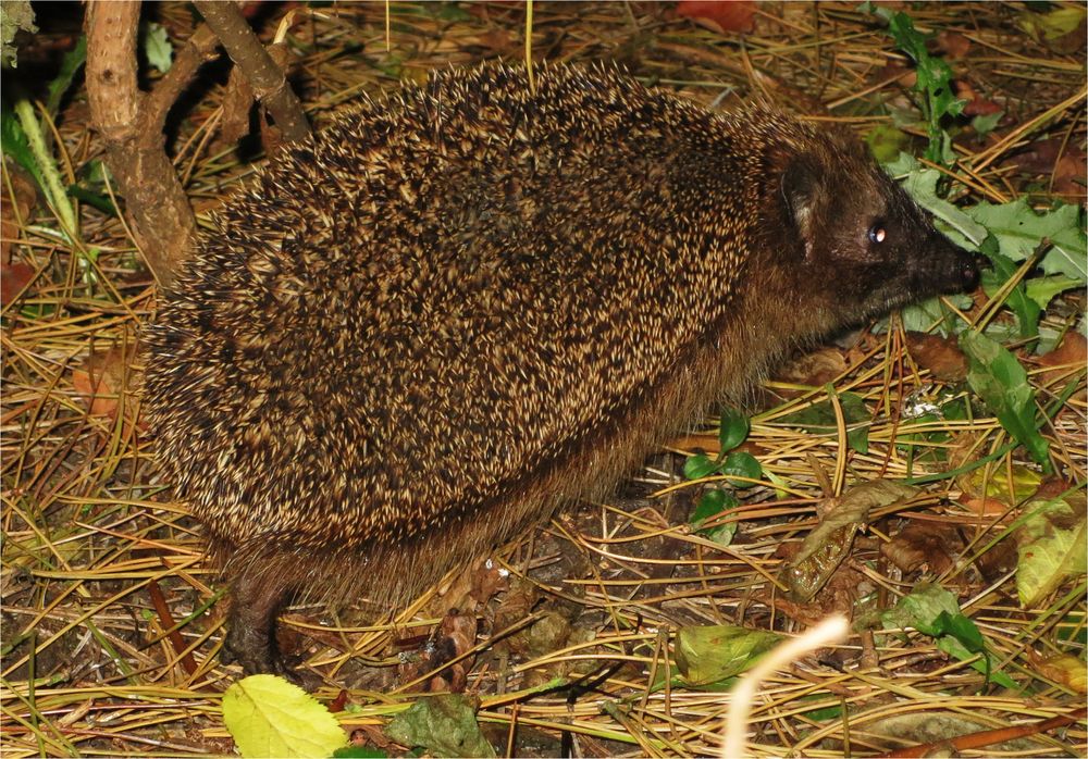 Besuch im Garten