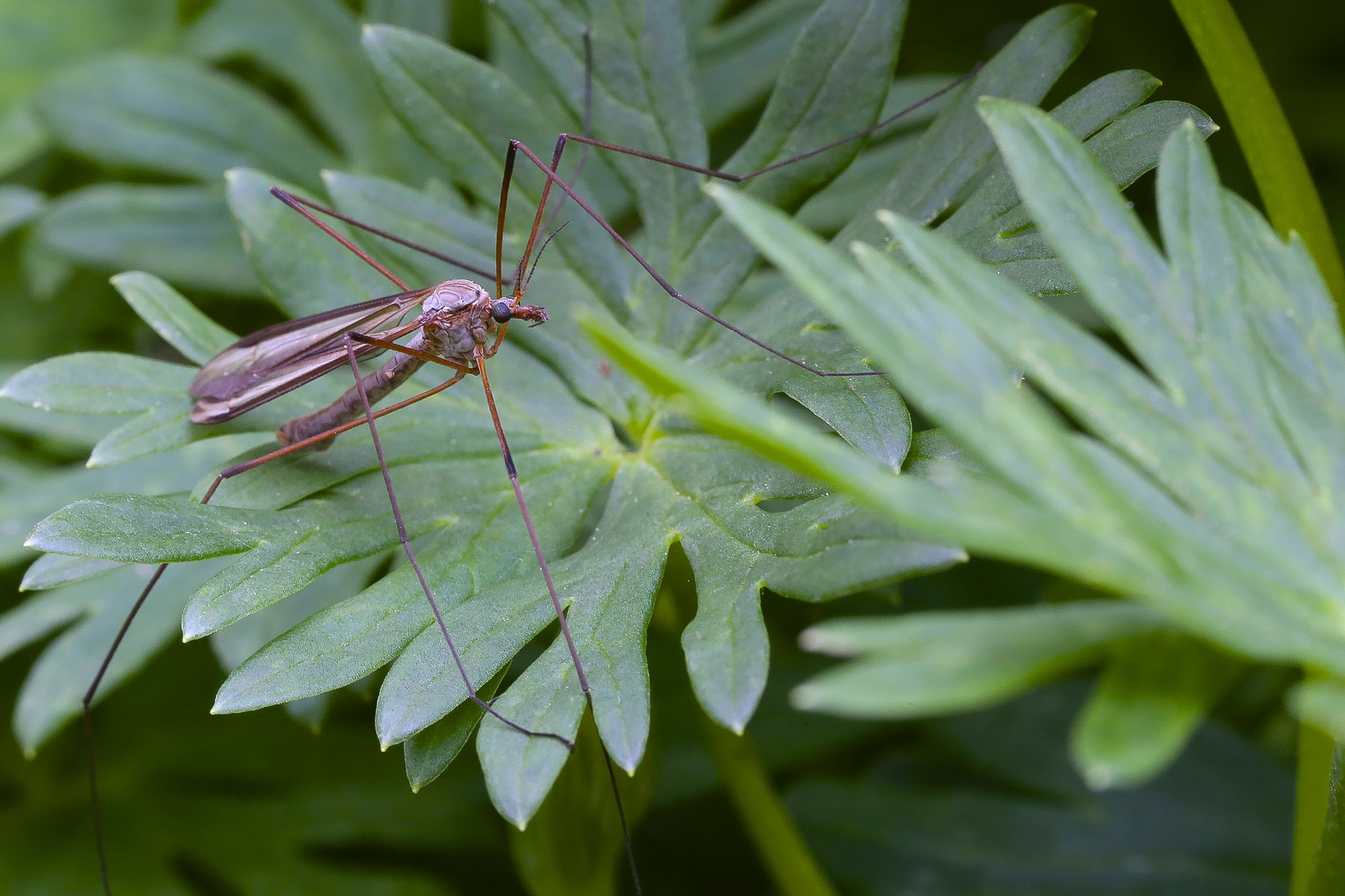 Besuch im Garten