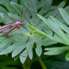 Besuch im Garten