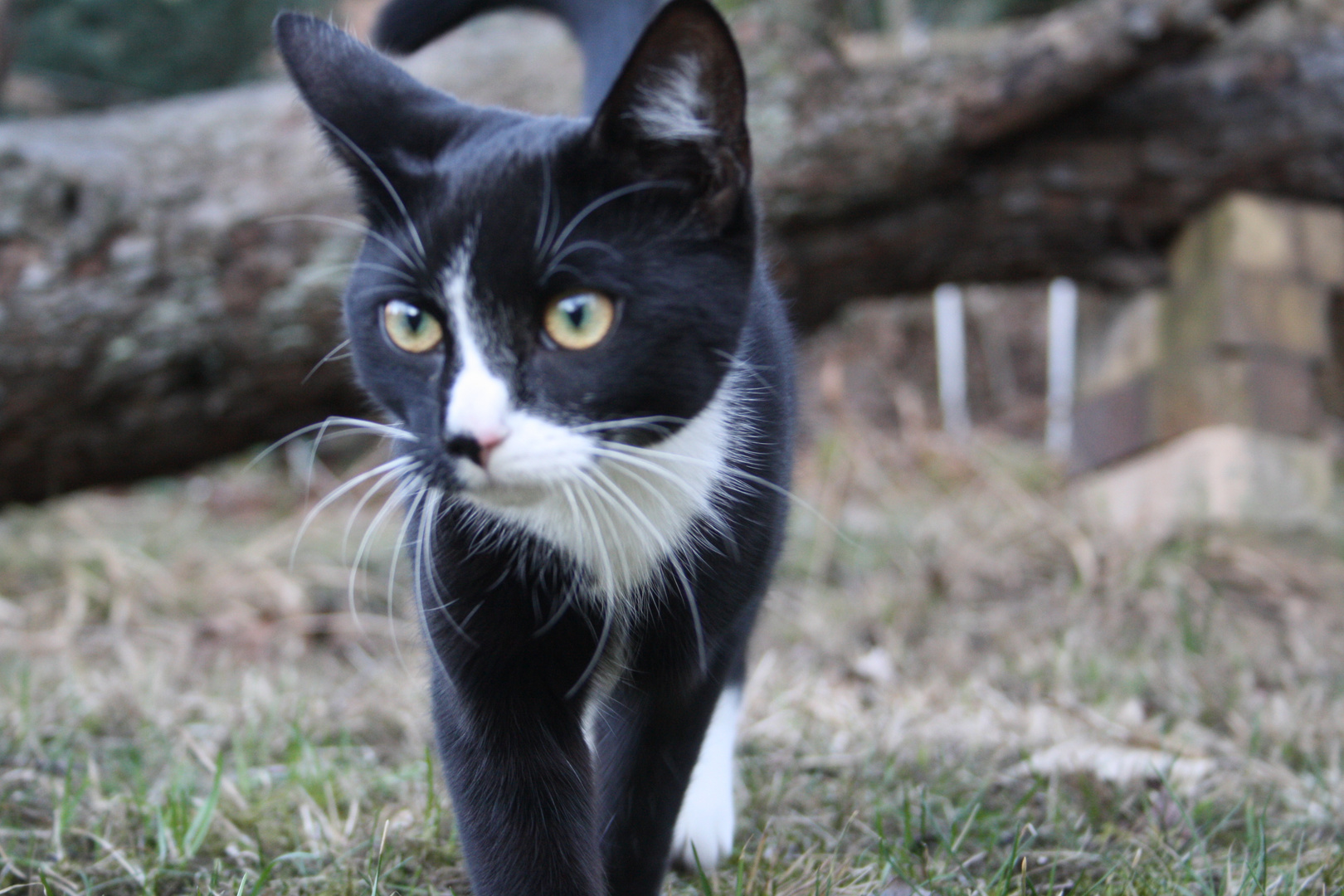 Besuch im Garten