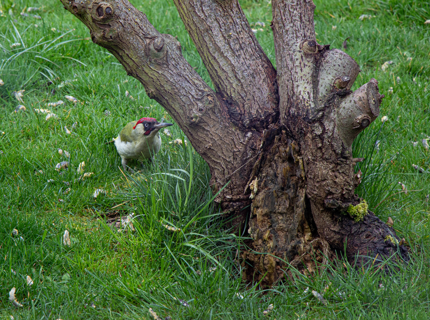 Besuch im Garten