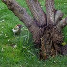 Besuch im Garten