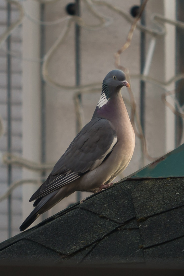 Besuch im Garten !