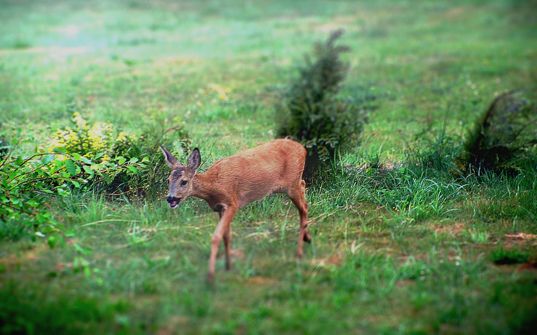 Besuch im Garten