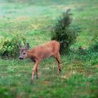 Besuch im Garten