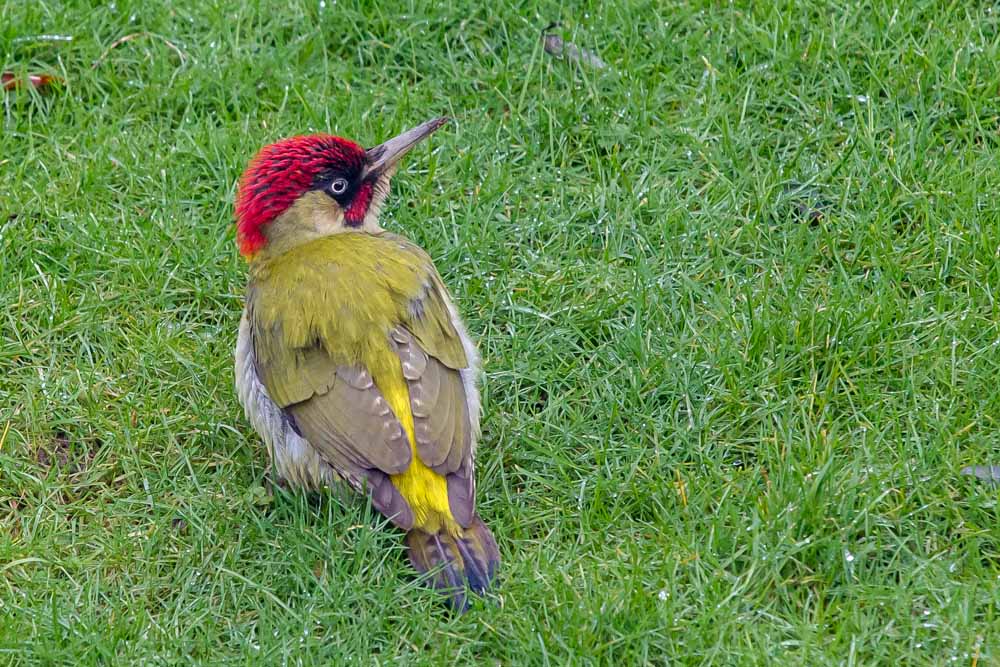 Besuch im Garten