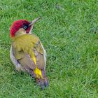 Besuch im Garten