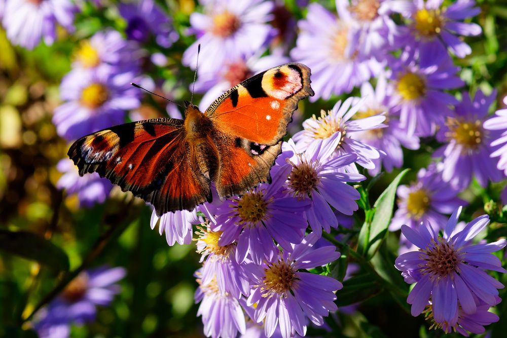 Besuch im Garten