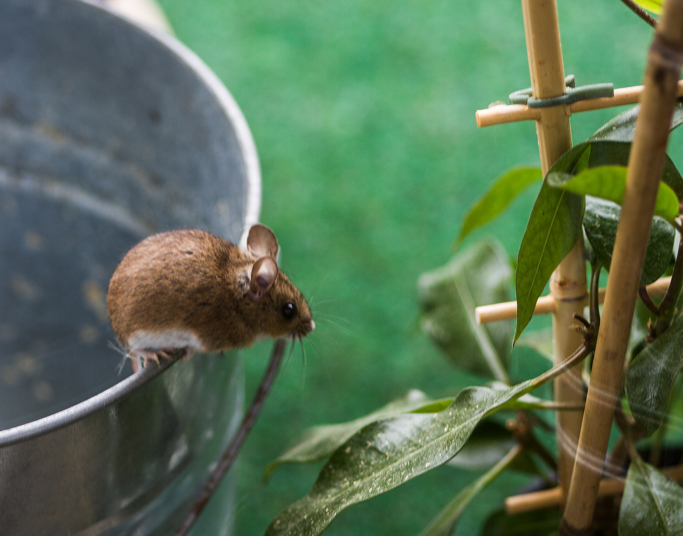 Besuch im Garten