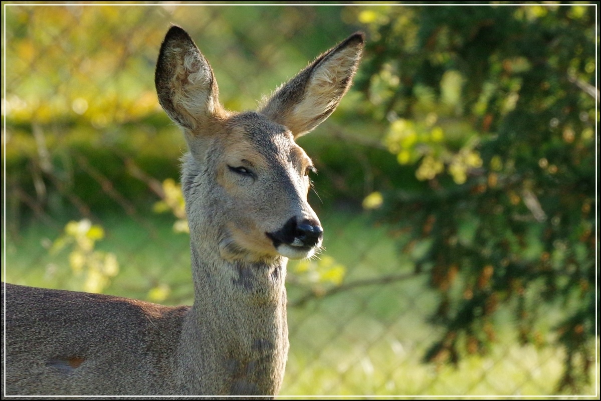 Besuch im Garten