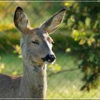 Besuch im Garten