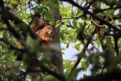 Besuch im Garten