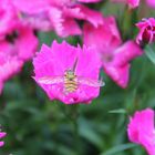 Besuch im Garten