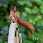 Besuch im Garten