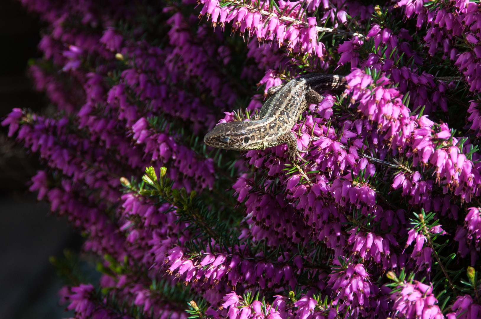 Besuch im Garten