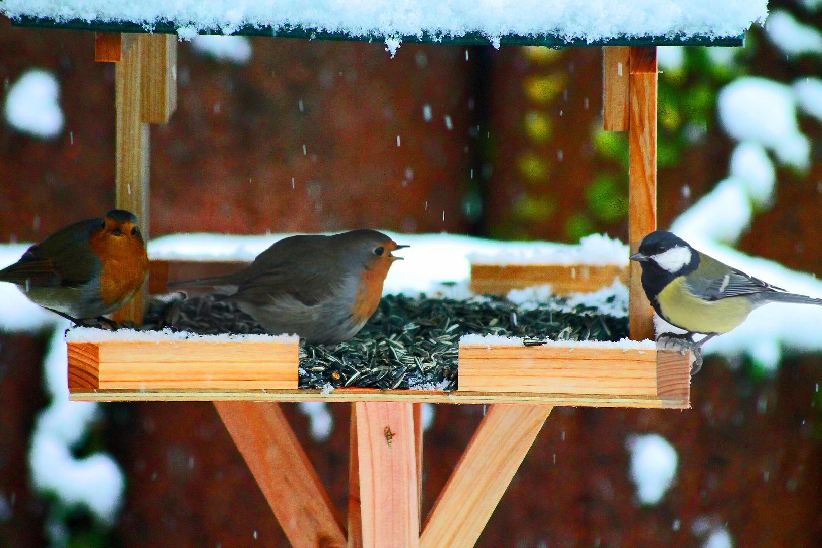 Besuch im Garten 