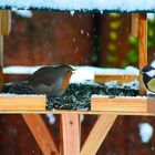 Besuch im Garten 