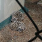 Besuch im Garten