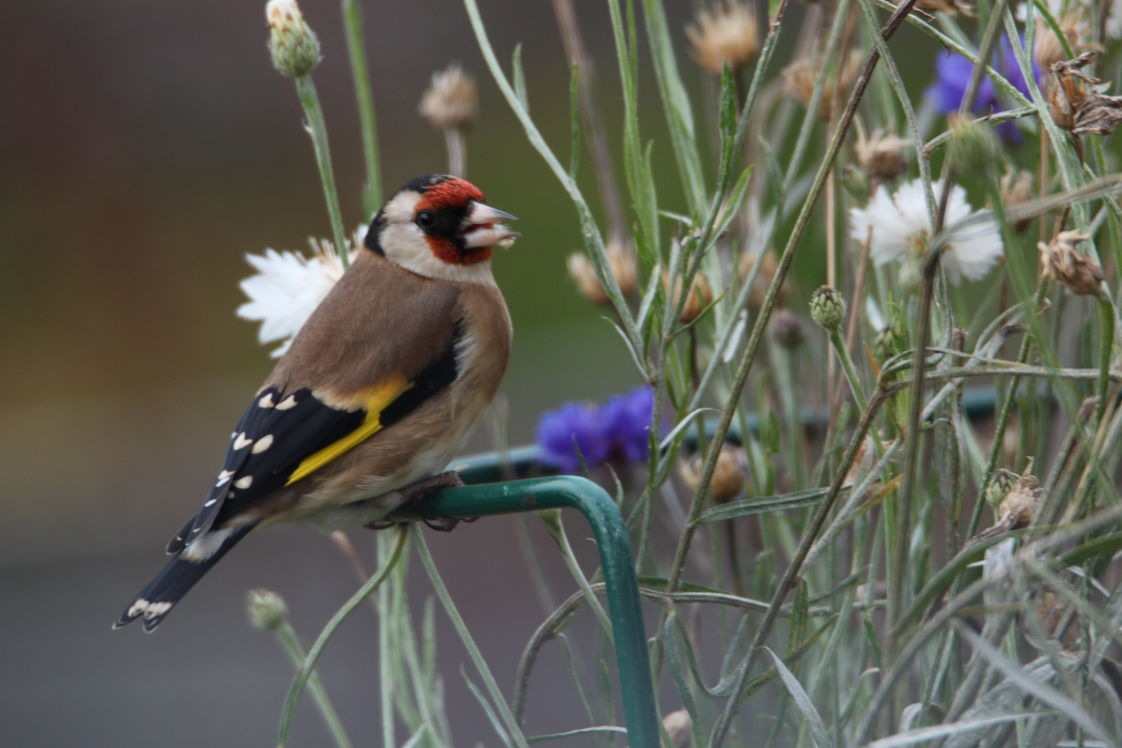 Besuch im Garten